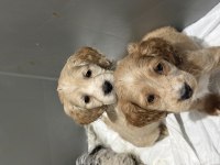 Cavapoo Bebekler