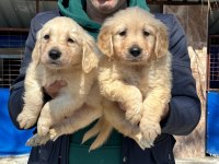 Golden retriever yavrularımız ırk garantilidir
