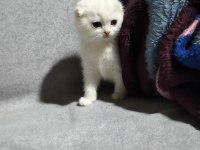 20 Şubat Doğumlu Scottish Fold Yavrular
