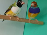 Goldun finch