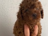 Oyuncu Poodle Bebeğim Ailesini Bekliyor