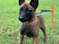 Belçika Malinois Yavruları İstanbul
