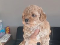 Maltipoo bebeklerimiz