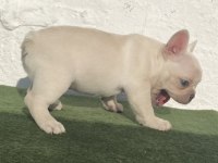 Blue Tan Platinum anatomi harikası egzotik french bulldog