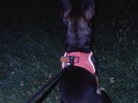 Şivava köpeğimiz Mila ya güzel bir yuva