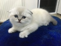 Sevimli yavrular yeni yuvalarını arıyorlar scottish fold