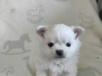 Çiftlik Üretimi Değil Pomeranian Bebeklerimiz Yuva Arıyor