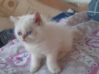 Saf Irk Anne Baba Şecereli British Longhair