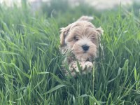 Petmode köpek çiftliğinden kore maltipoo