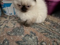 ANNE BABA SAF ÇOK GÜZEL YAVRULAR