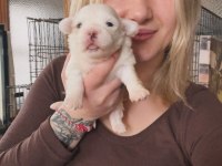 Maltese Köpeği Yavrularımız