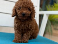 Fotoğraftan Daha Güzel Poodle Yavrular