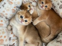 Golden British Shorthair