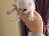 Silver erkek top kafa british shorthair bebeğim