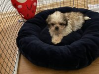 shih tzu bebekler