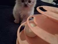 Scottish fold ve scottish straigt yavrularım