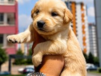 Safkan Golden Retriever Yavruları