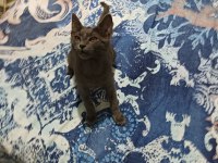 MAVİ RUS KEDİSİ