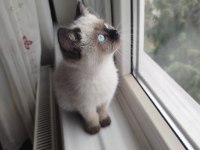 Colorpoint Shorthair Erkek Uyguna