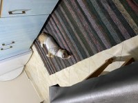 Terrier kızıma ömürlük yuva arıyorum