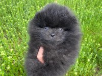 FARKLI OLMAYI SEVENLERE SİYAH POMERANİAN BOO DİŞİ YAVRU