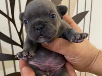 Üst Düzey French Bulldog Yavrularımız