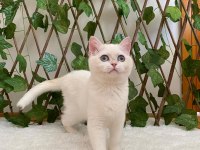 Golden NY1233 Dişi British Shorthair
