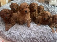 Kg garantili toy poodle yavrularımız