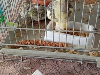Yavru Sultan Papağanlar