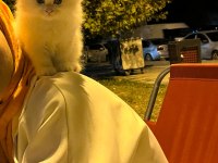 3 aylık çok sevimli cins ankara kedisi