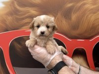 Babyface Irk Garantili Maltipoo Yavrularımız