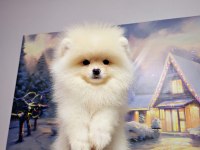 Pomeranian Boo Bebekler