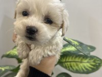 0 numara maltese terrier