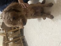 Sevimli Ve Oyuncu Poodle Aris