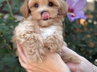 SAFKAN MALTİPOO BEBEKLERİM
