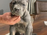 DEV CANE CORSO A KALİTE YAVRULARIMIZ