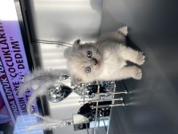 13 Şubat doğumlu dişi ve erkek scottish fold