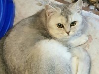 Sevgi böceği kedimiz MORITZ İçin Acil Yuva Arıyoruz