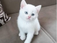 Orjinal safkan british shorthair yavrular