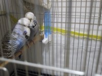 Show Jumbo Damızlık takım bileklikli muhabbet kuşu