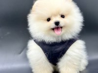 Sevimli Pomeranian Boo Yavrularımız