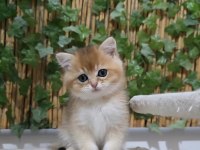 Üst kalite Erkek British Shorthair yavru