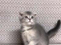 Top kafa scottish fold 2 aylık kardeşler