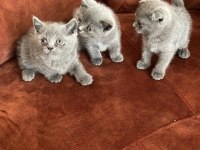 2 Aylık 3 Adet Dişi BritishShorthair
