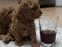 Toy poodle yavrularımız sahiplendirilecek