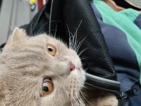 Scottish Fold Erkek Kedimiz