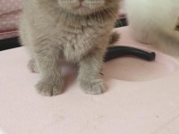 Blue point british longhair