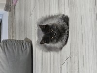4 aylik erkek british longhair kendisi gibi ismi de Yumak