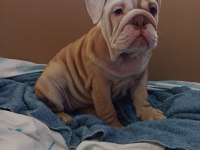 ÖZEL RENK EGZOTİK İNGİLİZ BULLDOG YAVRUMUZ