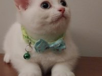 Safkan British Shorthair yavru